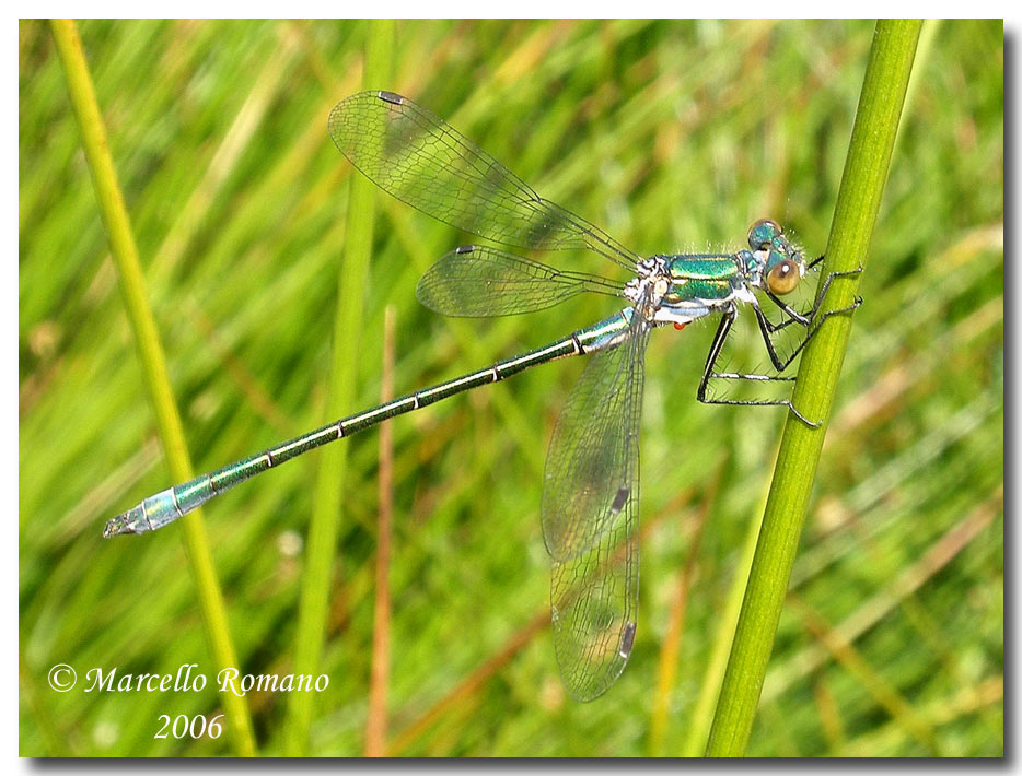Acari acquatici parassiti di libellule